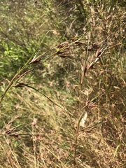 Themeda triandra
