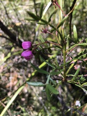 Boronia pinnata