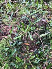 Dodonaea viscosa cuneata