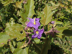 Solanum houstonii