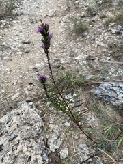 Liatris