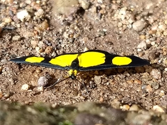 Cyllopoda jatropharia
