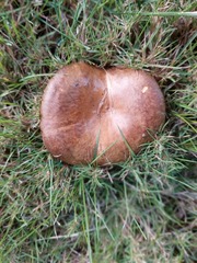 Paxillus cuprinus
