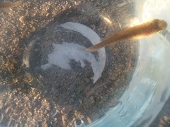 Fundulus heteroclitus