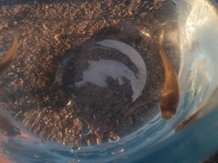 Fundulus heteroclitus