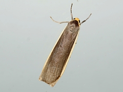Palaeosia bicosta