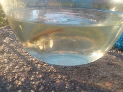 Fundulus heteroclitus