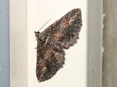 Eucymatoge scotodes