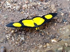 Cyllopoda jatropharia