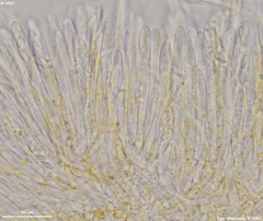 Lachnellula subtilissima