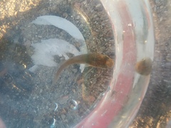 Fundulus heteroclitus