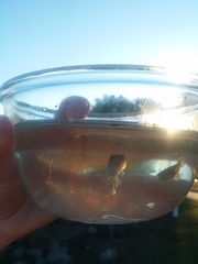 Fundulus heteroclitus