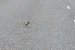 Cincloramphus cruralis