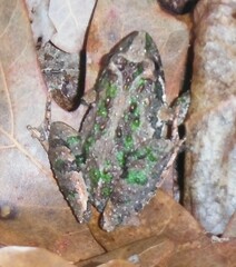 Acris crepitans