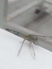 Orthetrum serapia