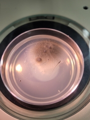 Aureobasidium