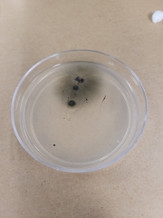 Aureobasidium