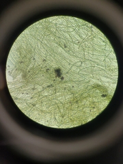 Aureobasidium