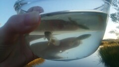 Fundulus heteroclitus