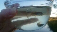 Fundulus heteroclitus