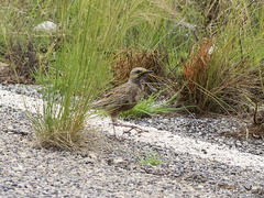 Cincloramphus cruralis