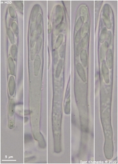 Lachnellula subtilissima