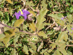 Solanum houstonii