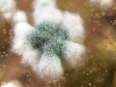 Aspergillus