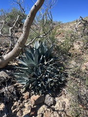 Agave vizcainoensis