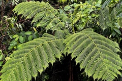 Cyathea arborea