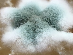 Aspergillus