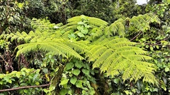 Cyathea arborea