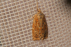 Choristoneura fumiferana