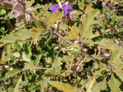 Solanum houstonii
