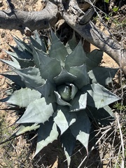 Agave vizcainoensis
