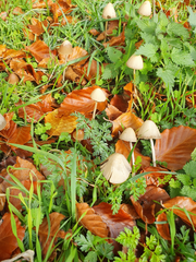 Psathyrella longipes