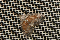 Dysstroma hersiliata