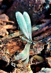 Reticulitermes hesperus