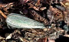 Reticulitermes hesperus