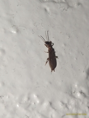 Oligotoma saundersii