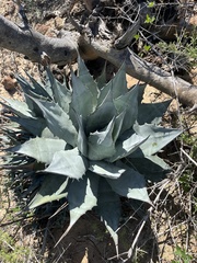 Agave vizcainoensis