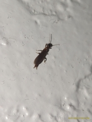 Oligotoma saundersii