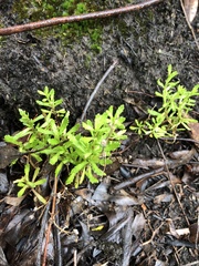 Centipeda cunninghamii