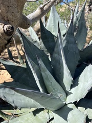 Agave vizcainoensis