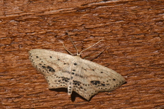 Scopula cacuminaria