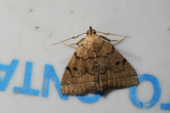 Zanclognatha dentata