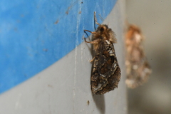 Korscheltellus gracilis