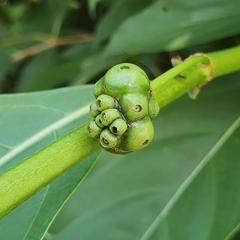 Morinda elliptica