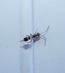 Gelis tenellus