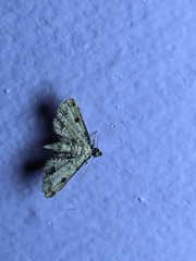 Sufetula